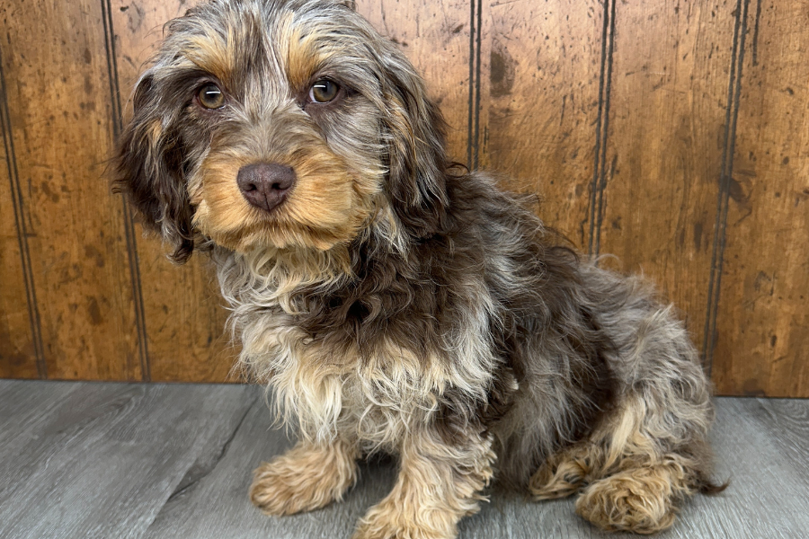 What is a Chocolate Merle Cavapoo? – Rafter E Pups
