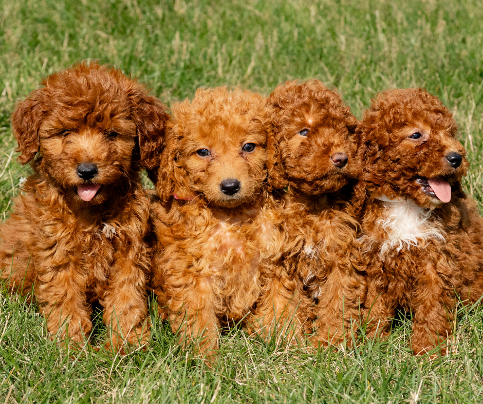 What is the Importance of Dog Socialization? – Rafter E Pups