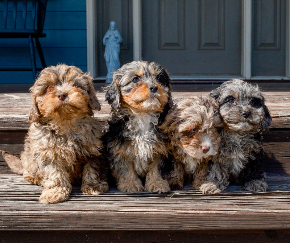 What is the Rarest Cavapoo Color? – Rafter E Pups