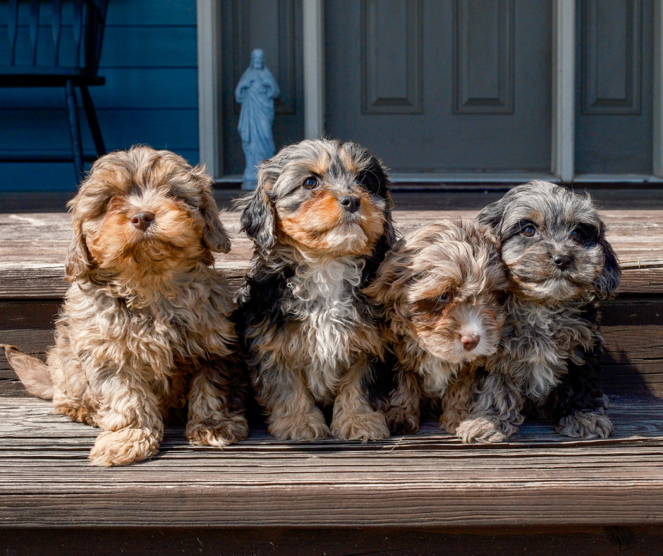 Merle-Cavapoo-Puppies