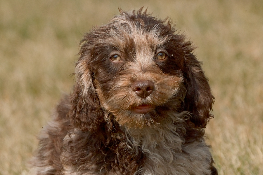 What is the Temperament of a Chocolate Merle Cavapoo? – Rafter E Pups