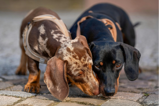why-dachshunds-bark