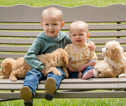 10 Facts About the Goldendoodle