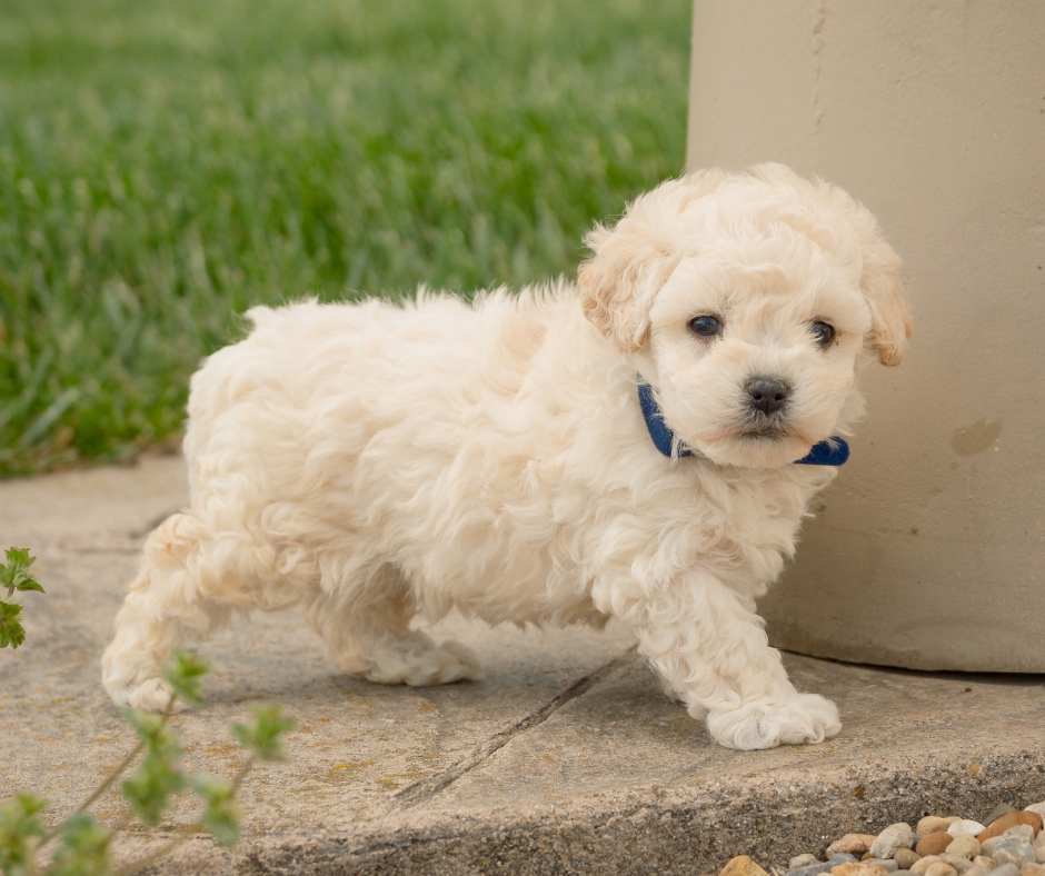 Cavapoo-Pups