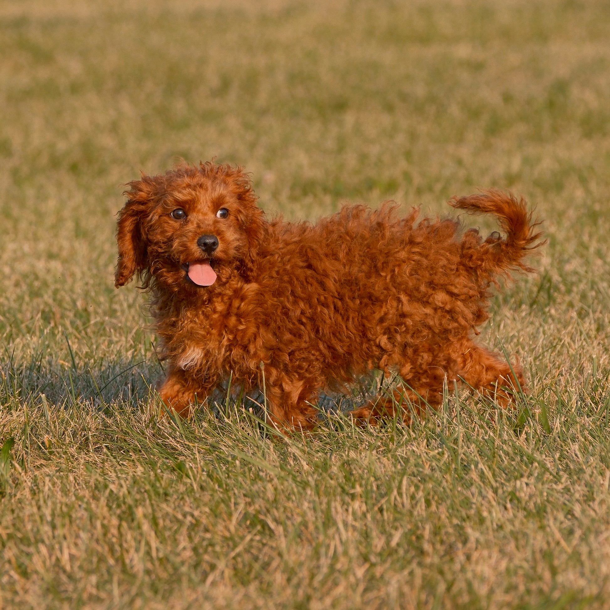 Cavapoo-Puppies