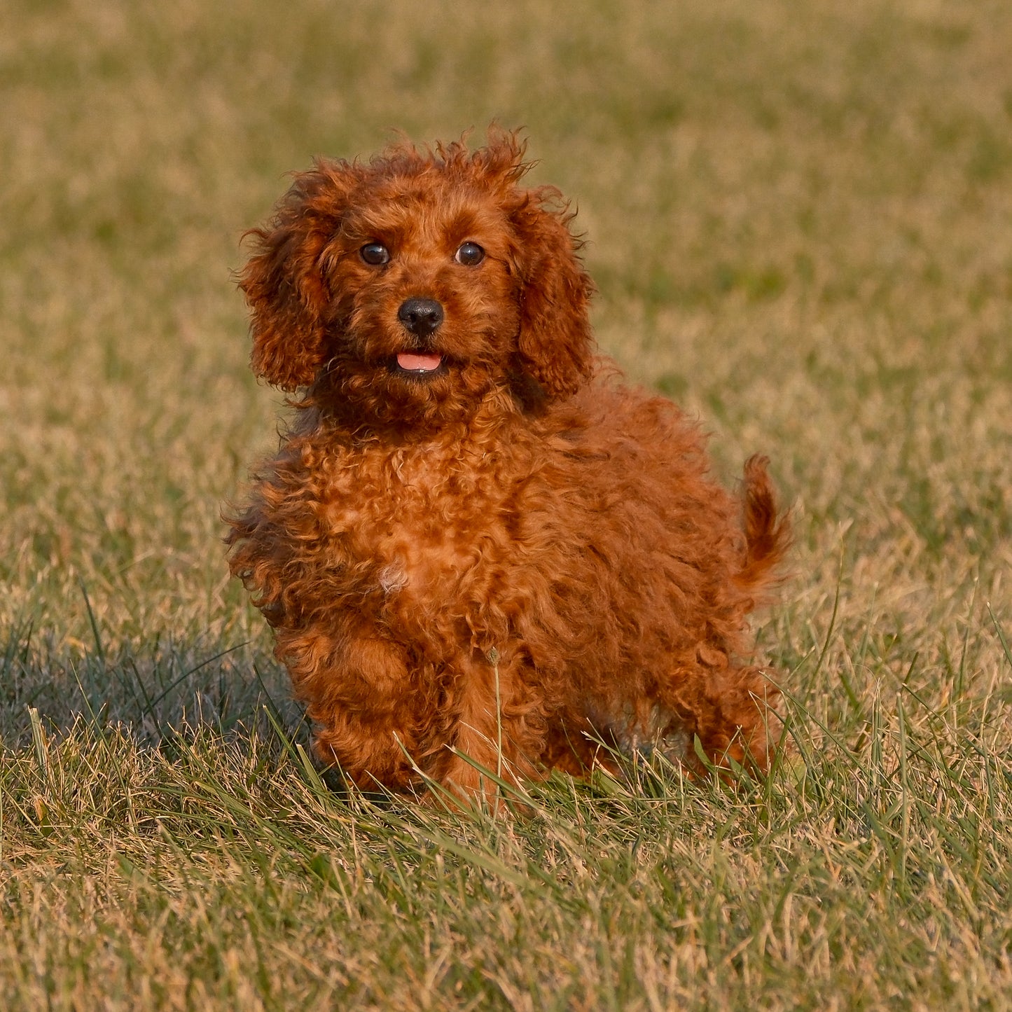 Cavapoo-Puppies