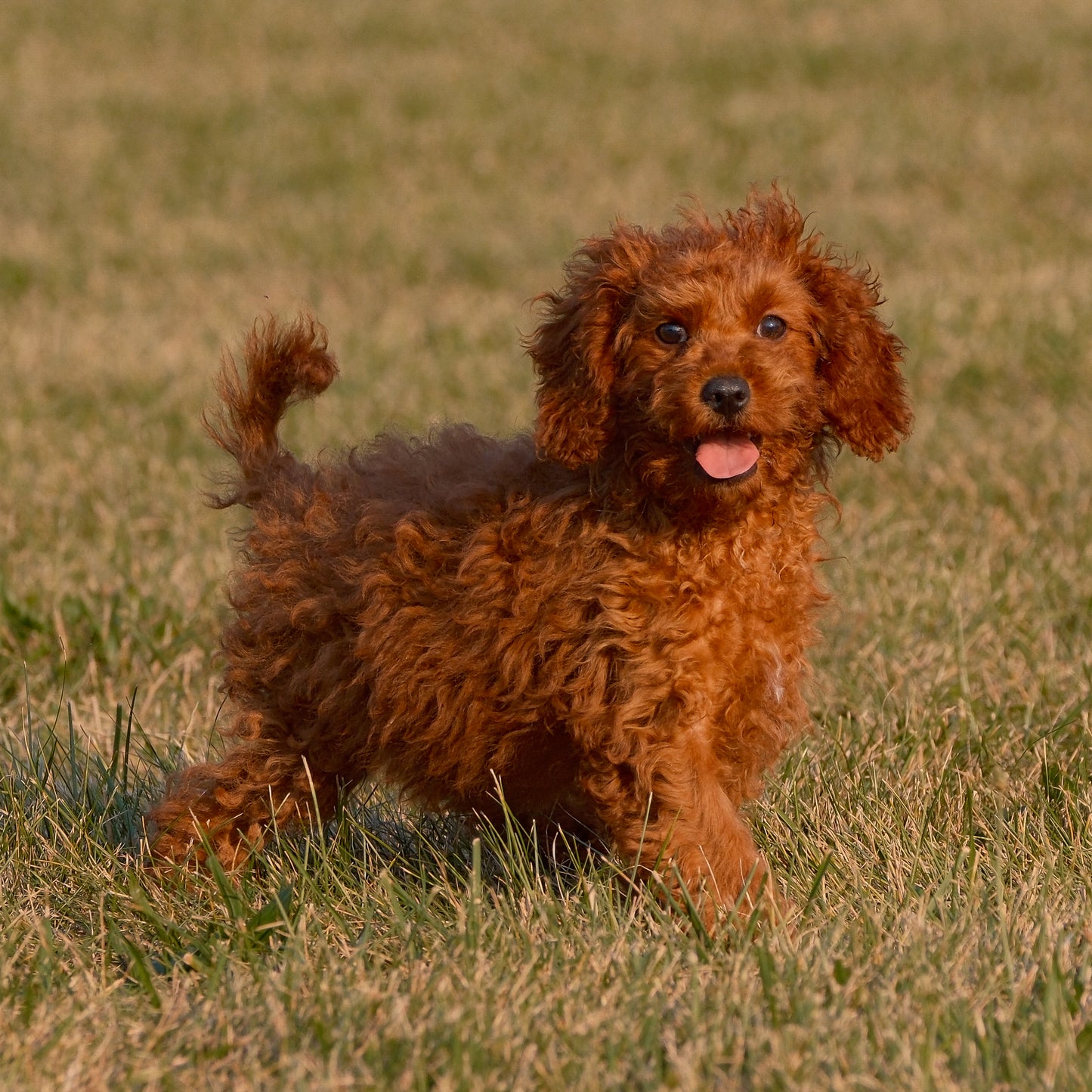 Cavapoo-Puppies