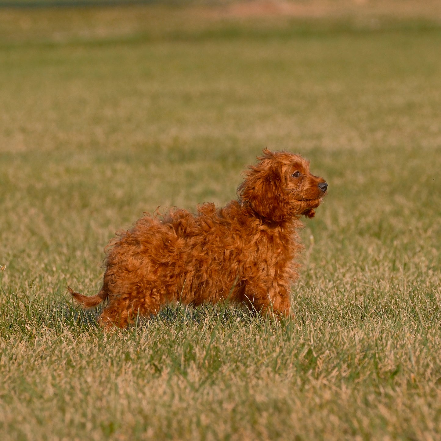 Cavpoo-Puppies