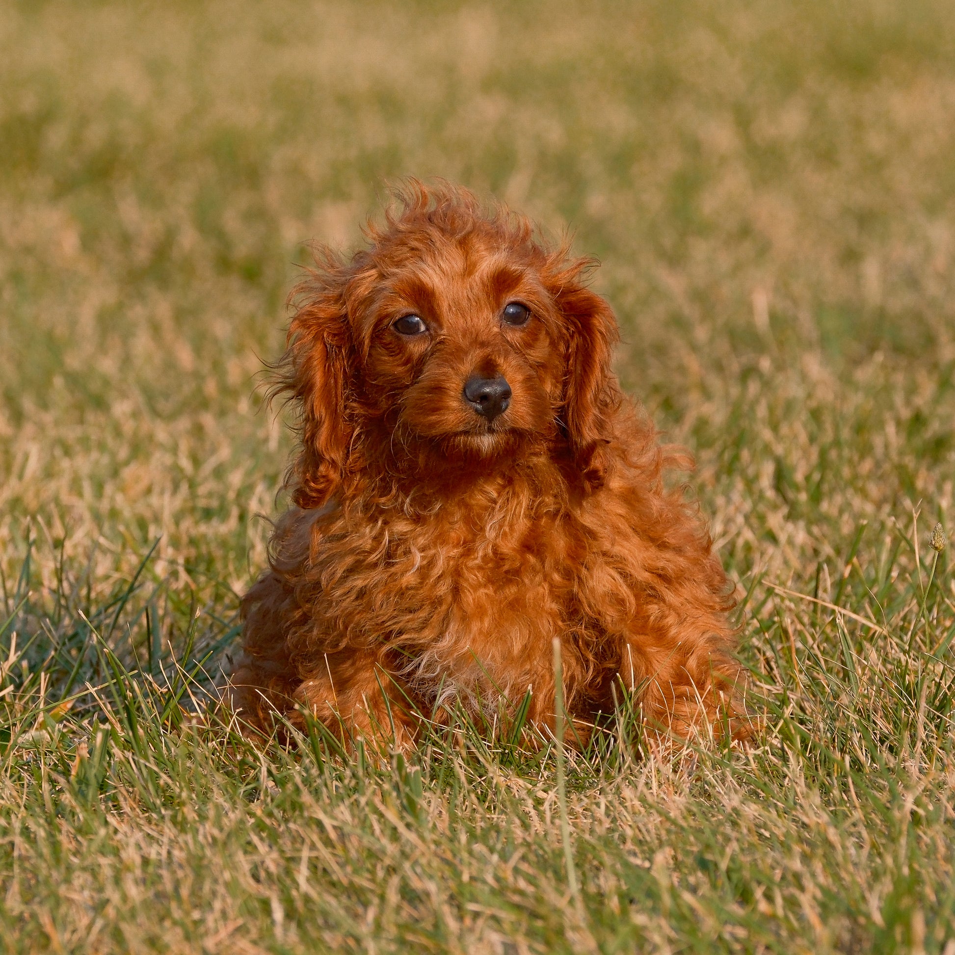 Cavpoo-Puppies