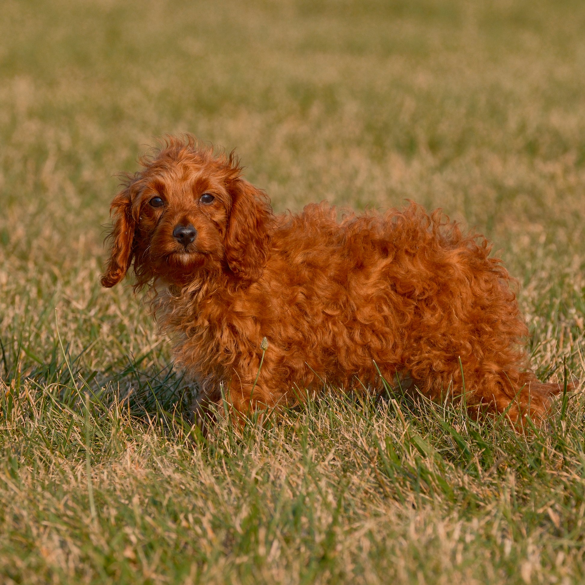 Cavpoo-Puppies