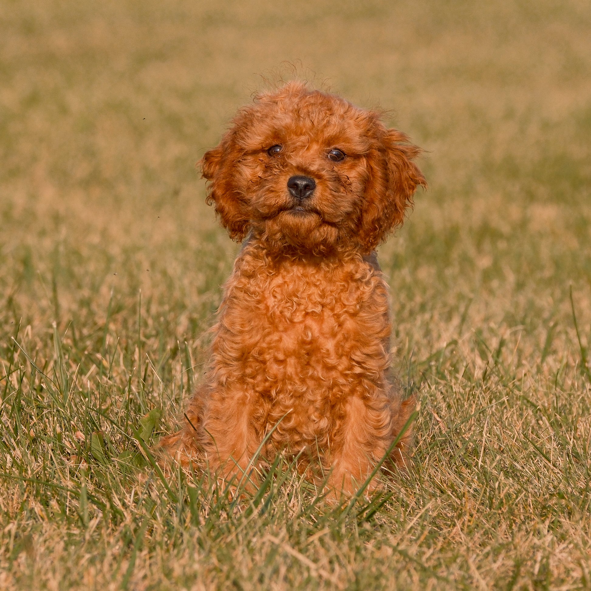 Cavapoo-Puppies