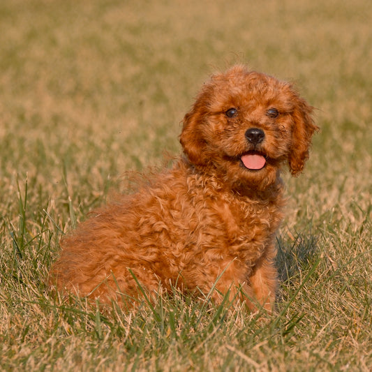 Cavapoo-Puppies