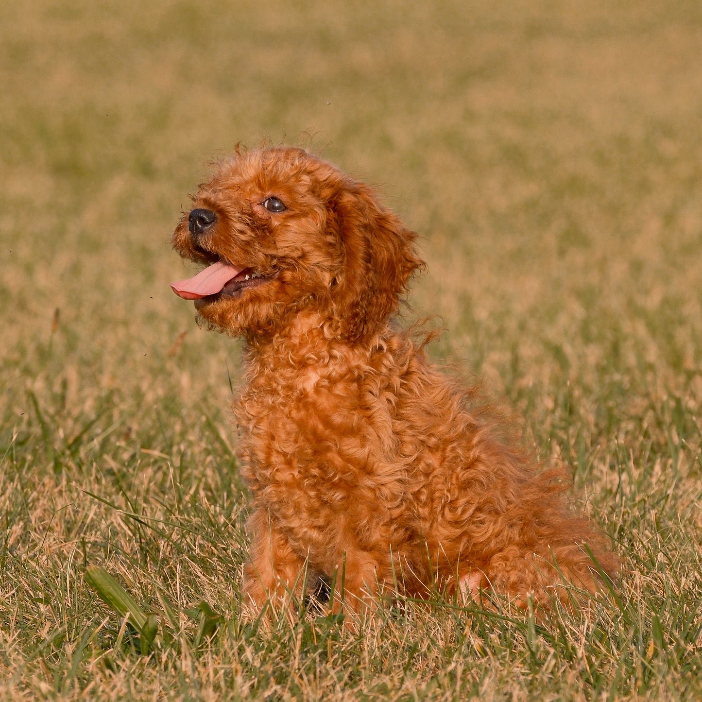 Cavapoo-Puppies