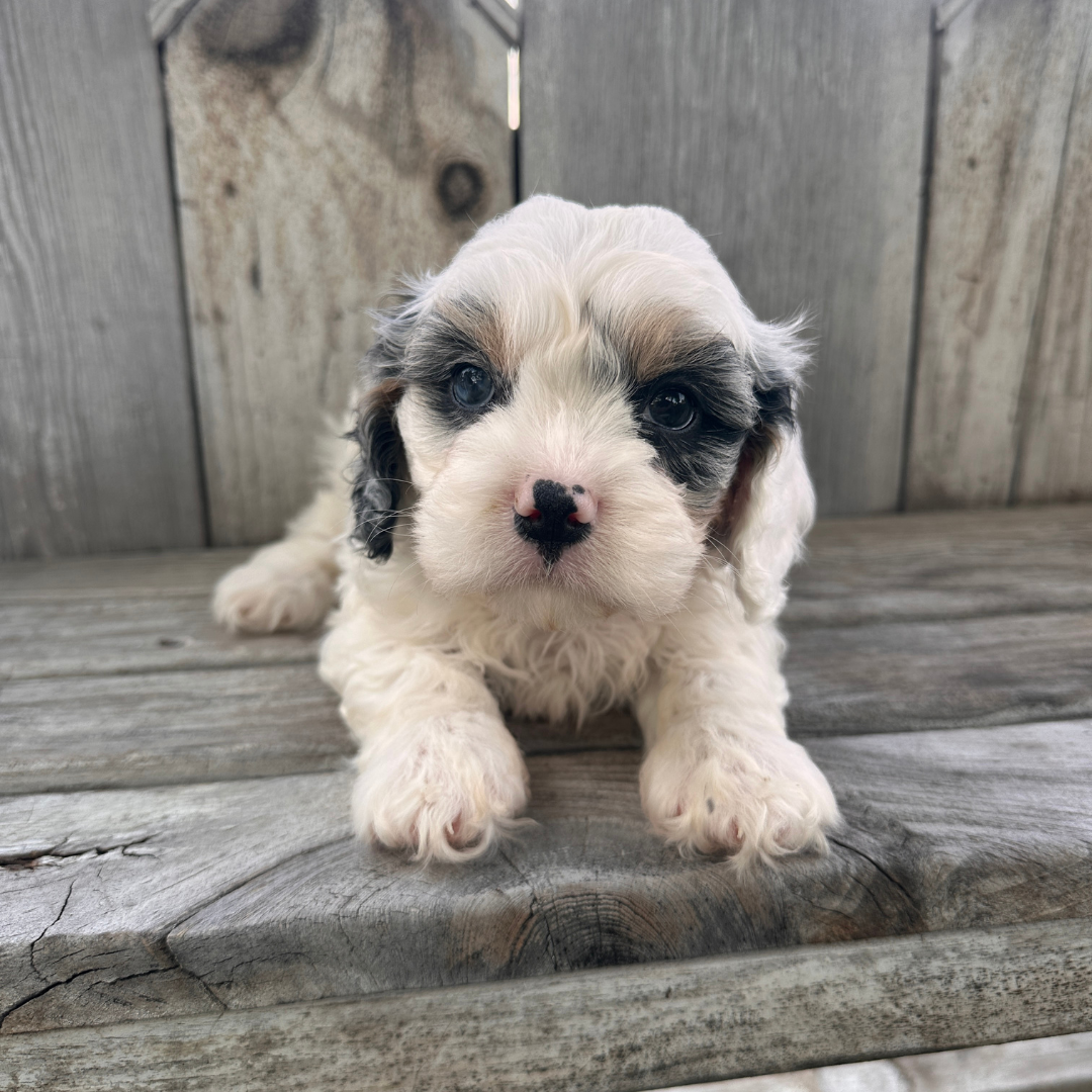 Merle-Cavapoo-Puppies