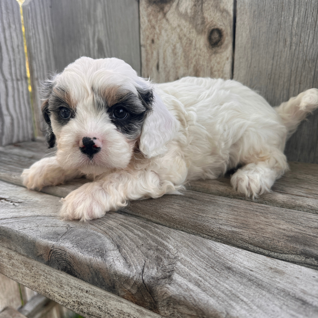 Merle-Cavapoo-Puppies