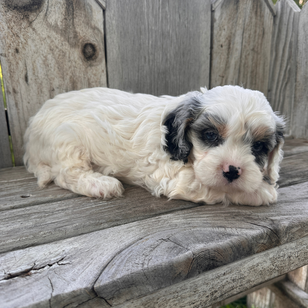 Merle-Cavapoo-Puppies