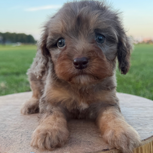 Merle-Cavapoo-Puppy-For-Sale