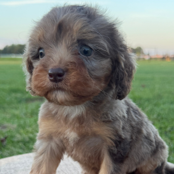 Merle-Cavapoo-Puppy-For-Sale
