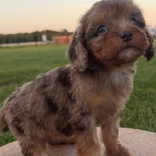 Merle-Cavapoo-Puppy-For-Sale