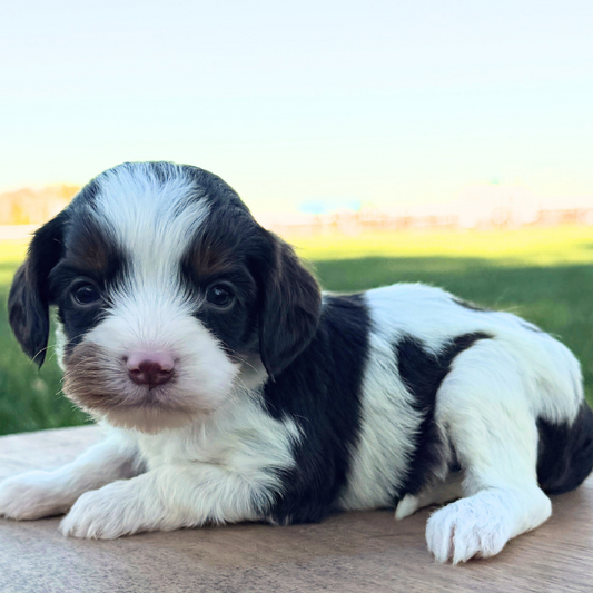 Chocolate-Cavapoo-Puppy