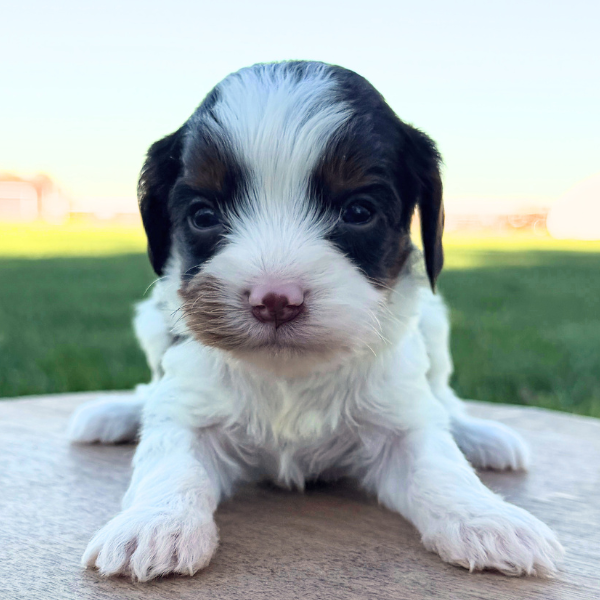 Chocolate-Cavapoo-Puppy