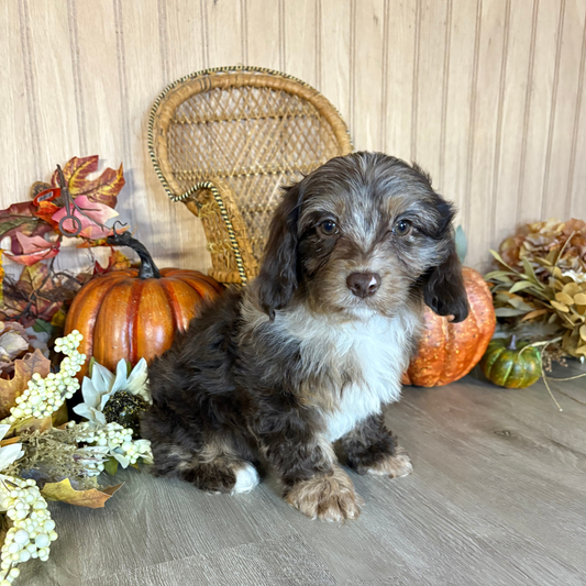 Chocolate-Merle-Cavapoo