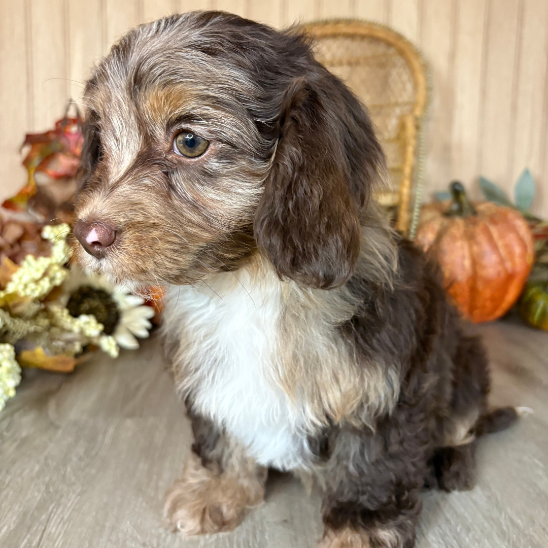 Chocolate-Merle-Cavapoo