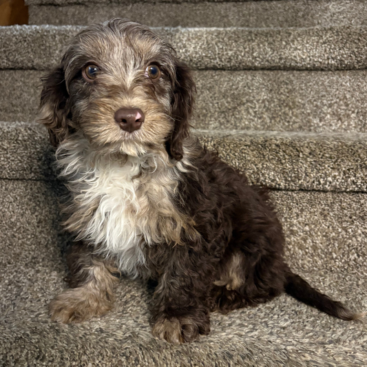Chocolate-Merle-Cavapoo