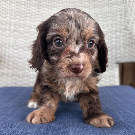 Chocolate-Merle-Cavapoo