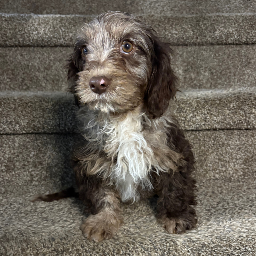 Chocolate-Merle-Cavapoo