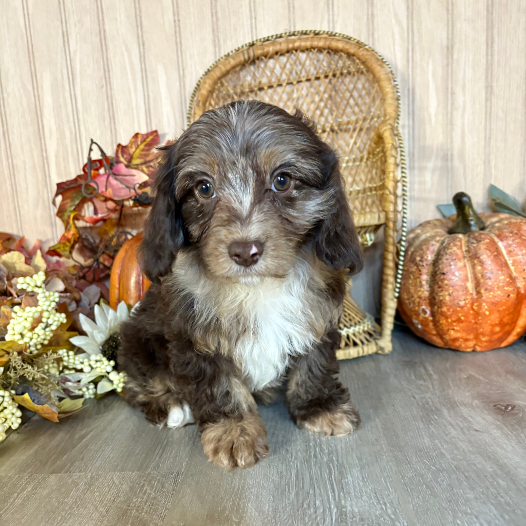 Chocolate-Merle-Cavapoo