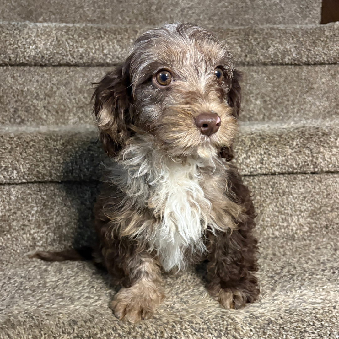 Chocolate-Merle-Cavapoo