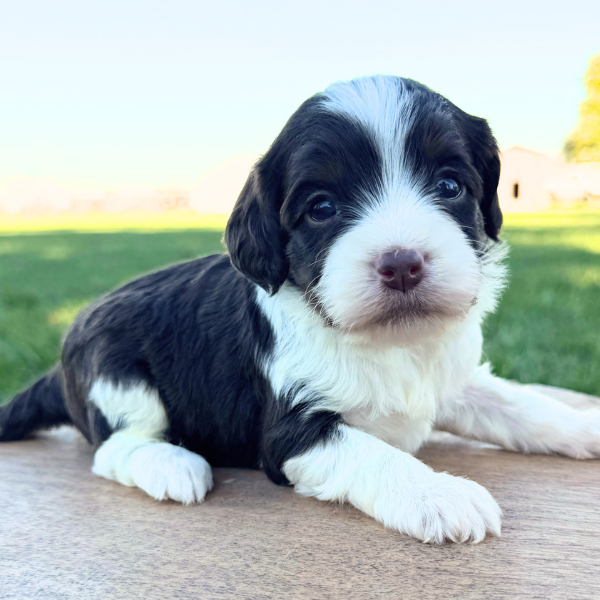 Cavapoo-Puppy-For-Sale