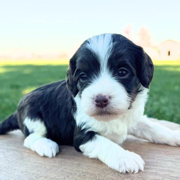 Cavapoo-Puppy-For-Sale