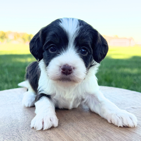 Cavapoo-Puppy-For-Sale
