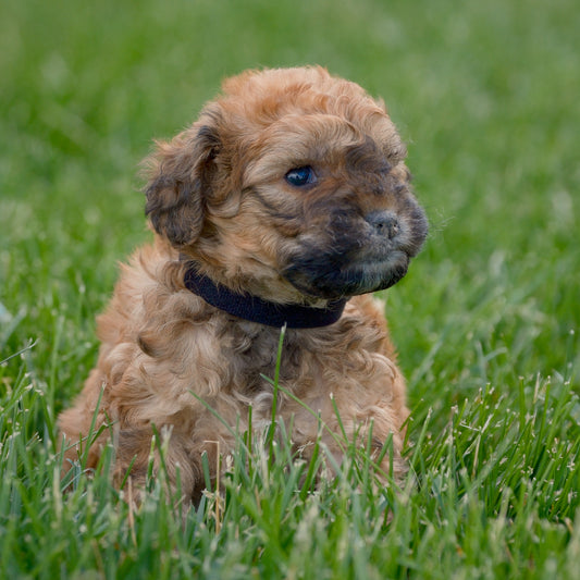 F1B-Mini-Goldendoodles