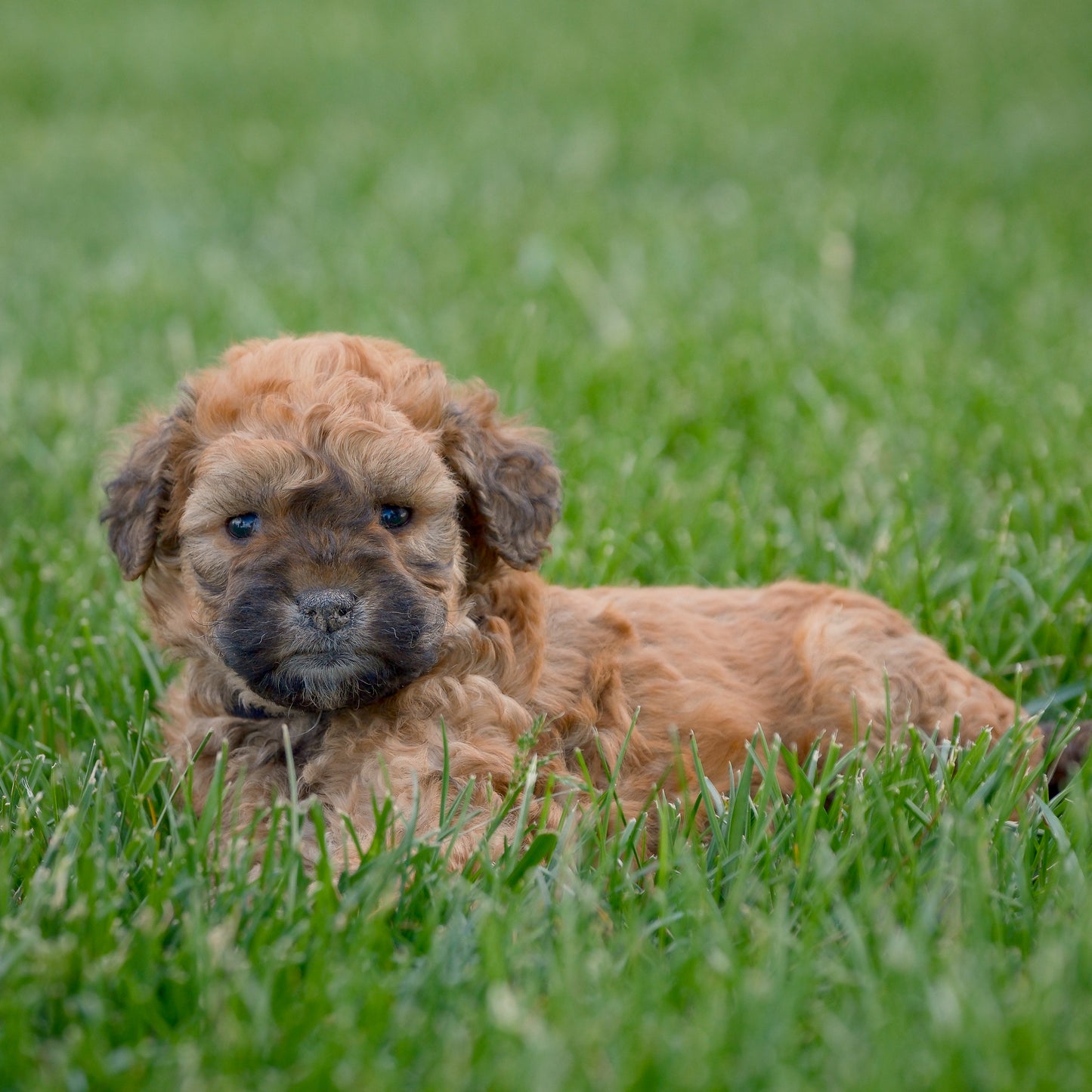 F1B-Mini-Goldendoodles