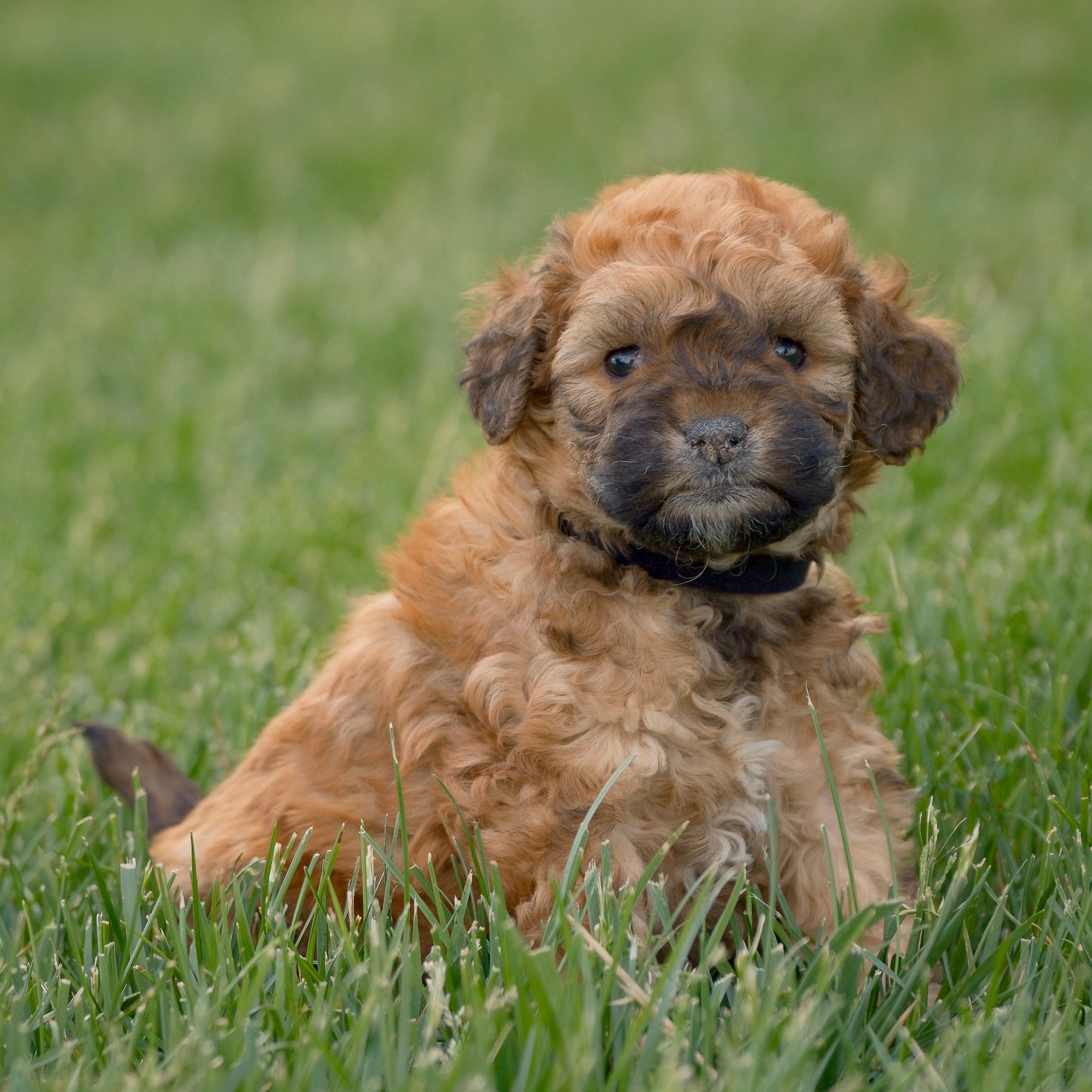 F1B-Mini-Goldendoodles