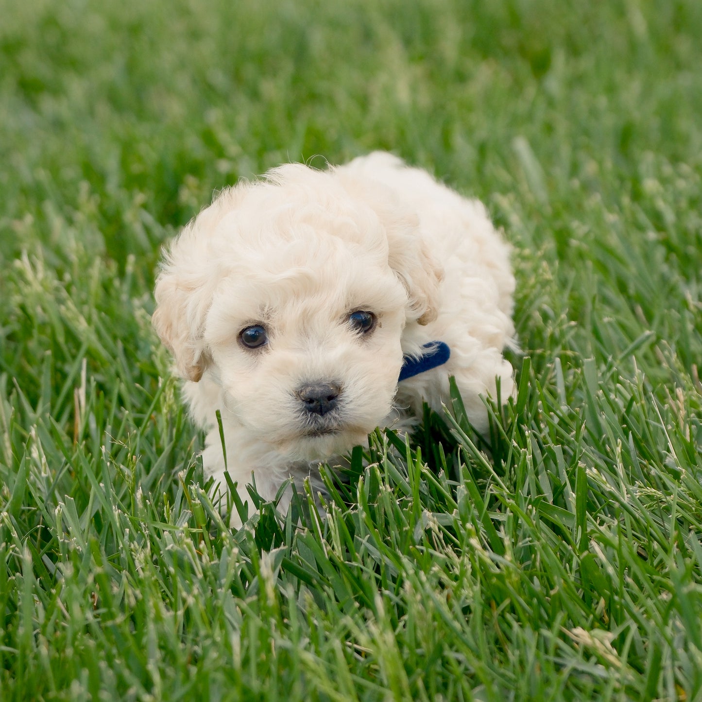 F1B-Mini-Goldendoodles