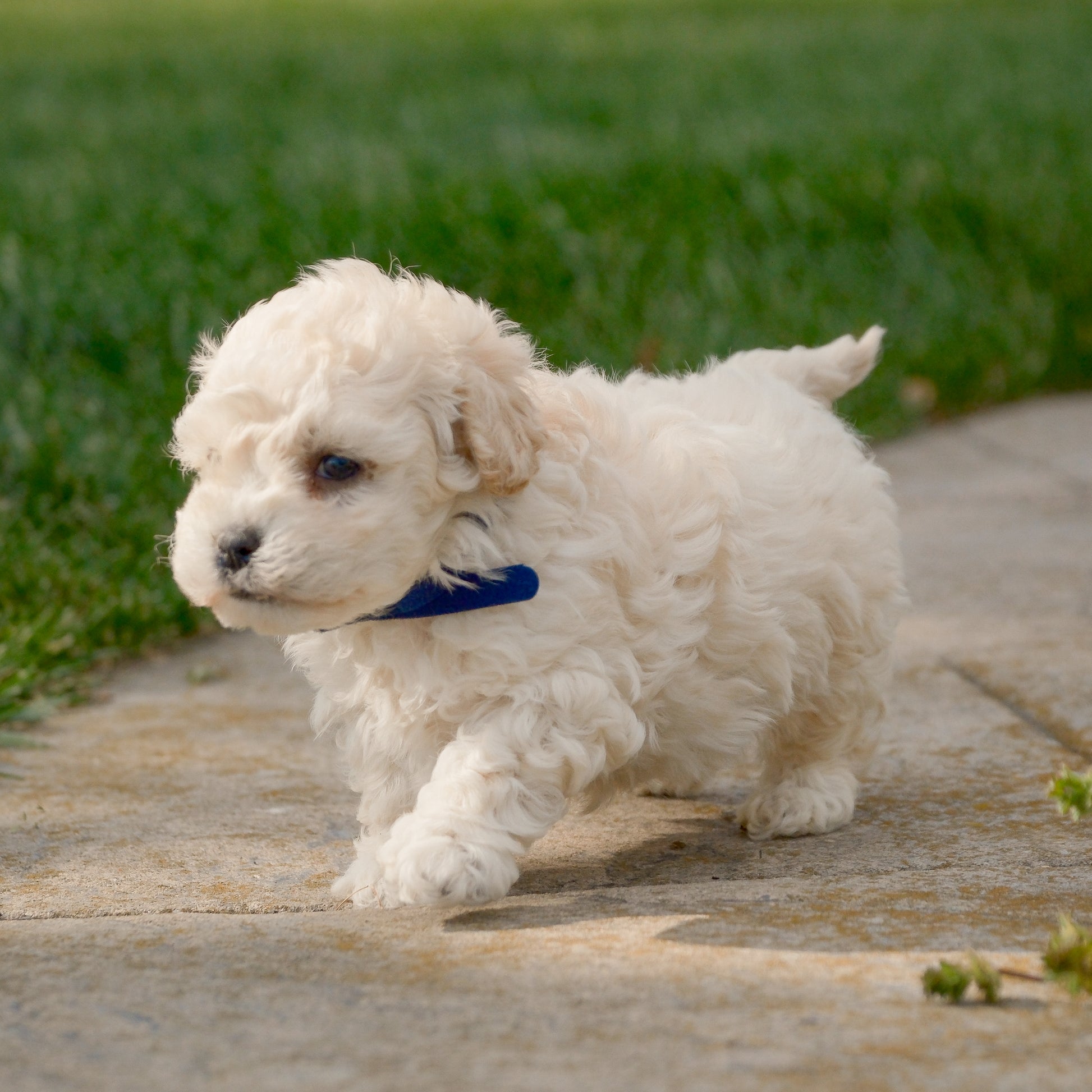 F1B-Mini-Goldendoodles