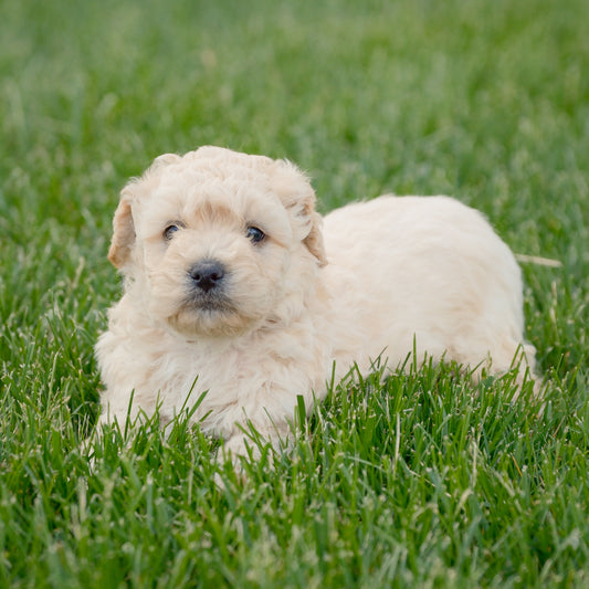 F1B-Mini-Goldendoodles