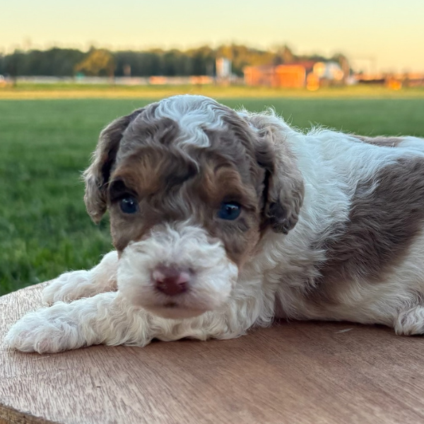Chocolate-Merle