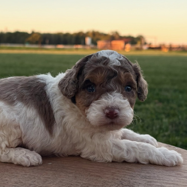 Chocolate-Merle