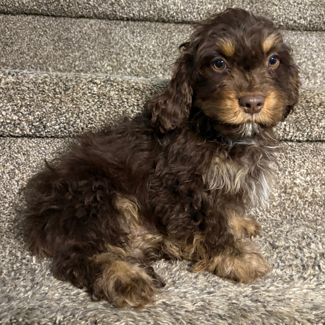 Chocolate-Cavapoo