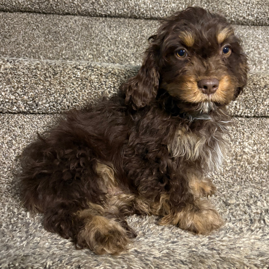 Chocolate-Cavapoo