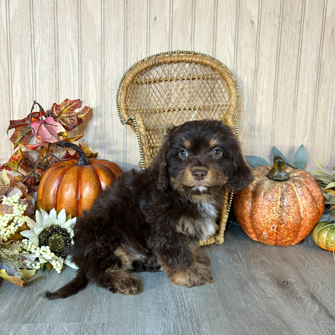 Chocolate-Merle-Cavapoo
