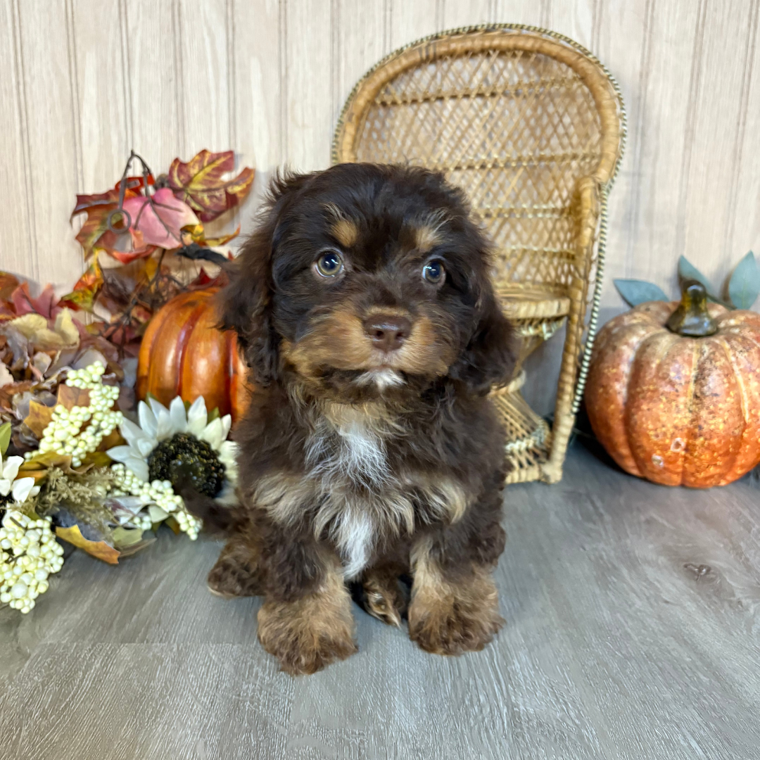 Chocolate-Merle-Cavapoo