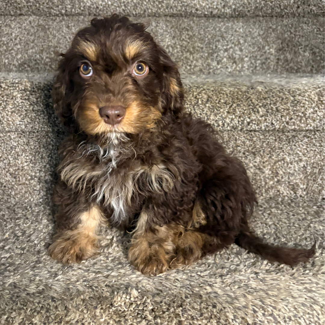 Chocolate-Cavapoo