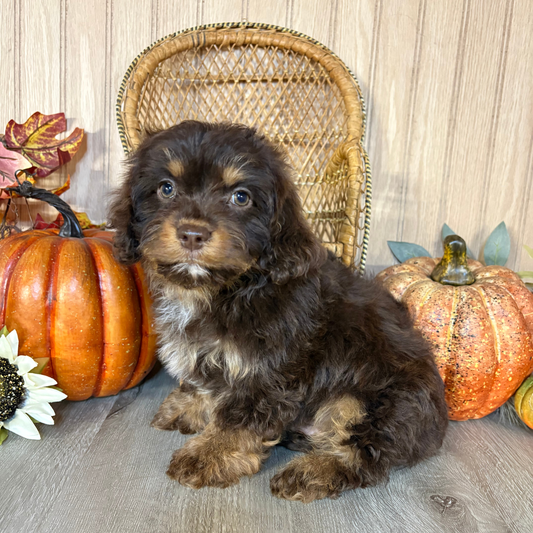 Chocolate-Merle-Cavapoo