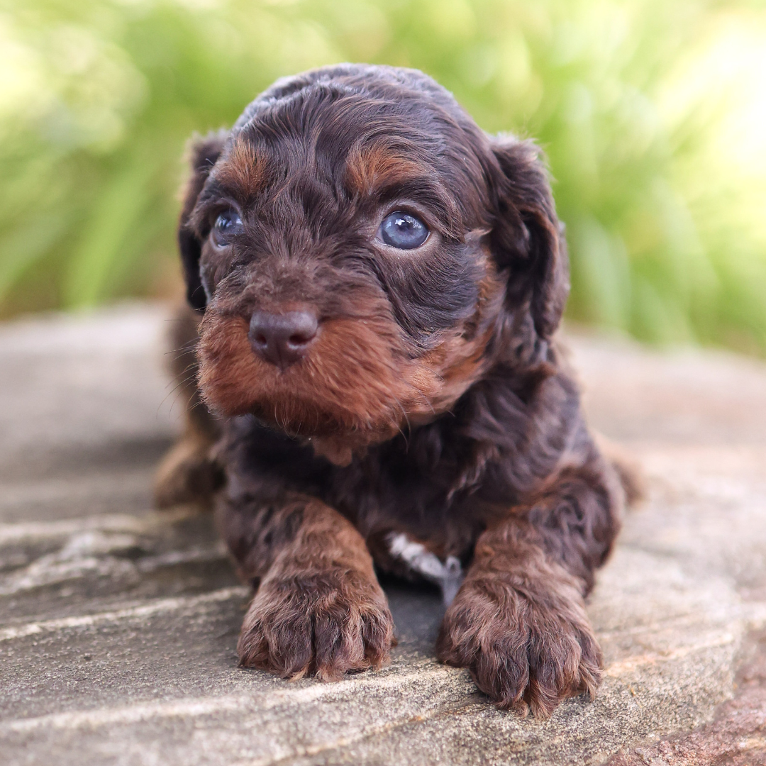 cavapoo-puppies